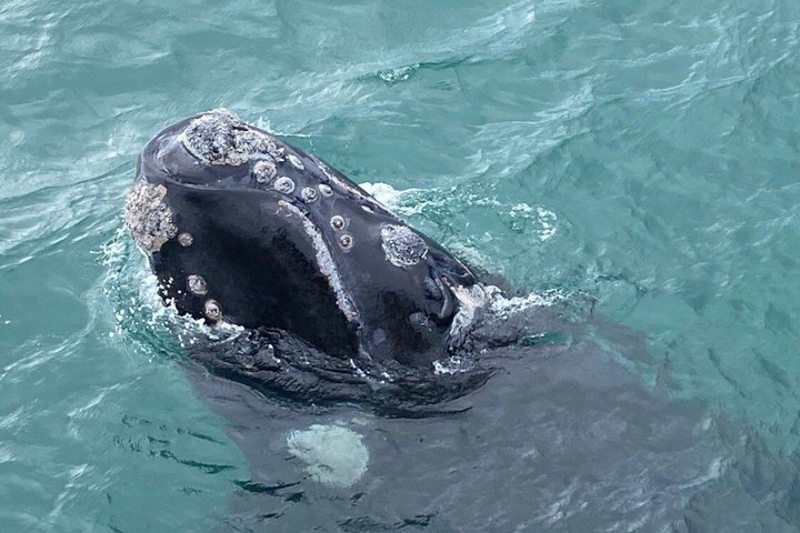 Whale Watching Tour in Hermanus with Hotel Pickup - Photo 1 of 17